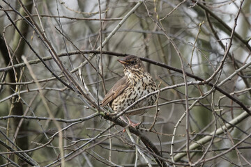 Song Thrush (Turdus philomelos), United Kingdom