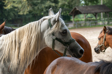 Młode konie arabskie ze stadniny w Janowie Podlaskim, Young Arabian horses from the stud farm in Janów Podlaski - obrazy, fototapety, plakaty