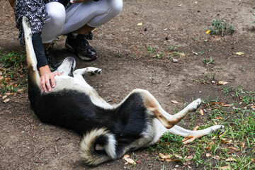 sleeping dog on the beach