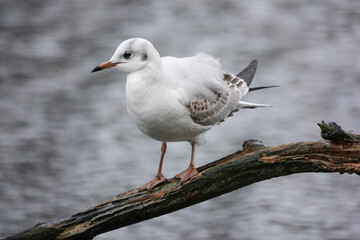 Black-headed Gull (Chroicocephalus ridibundus) in the British countryside