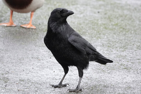 Carrion Crow (Corvus corone) in the British countryside