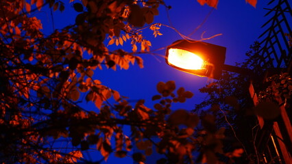 Eclairage de lampadaire d'une lumière jaune et orange, face à des lierres, branches ou...