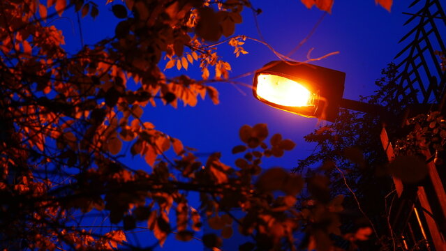 Eclairage de lampadaire d'une lumière jaune et orange, face à des lierres, branches ou végétation, beauté urbaine et naturelle, la nuit, le soir, ciel bleu foncé, instant photographique, contexte 