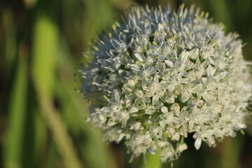 Flower head of onion with small white flowers blooming in summer in vegetable garden
