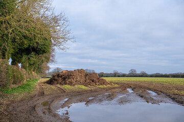 Pile of manure in an agricultural field ready for spreading in the Norfolk countryside