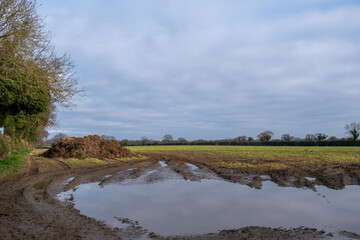 Pile of manure in an agricultural field ready for spreading in the Norfolk countryside