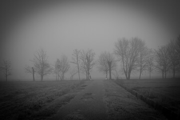 Nebbia, Lombardia, Montichiari, campagne, alberi, passeggiata, myst, italy, tree, 