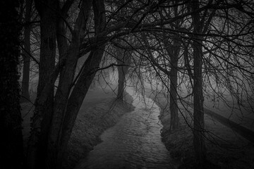 Nebbia, Lombardia, Montichiari, campagne, alberi, passeggiata, myst, italy, tree, 