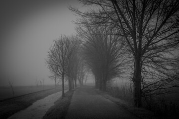 Nebbia, Lombardia, Montichiari, campagne, alberi, passeggiata, myst, italy, tree, 