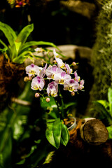 Exquisite Orchid Spectacle: A Diverse Collection of Rare, Exotic, and Vibrantly Colored Orchids in Full Bloom, Capturing the Essence of Botanical Beauty and Natural Elegance