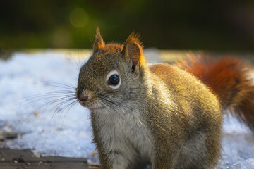 A small Red Squirrel visited our bird feeding station this winter after snow fell last night.  Squirrel feeding on birdseed in our yard in Windsor in Upstate NY