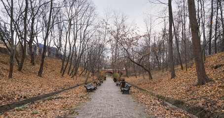 Road in an autumn park with fallen yellow leaves and benches