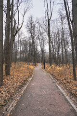 pedestrian path in a city park in late autumn stretching into the distance