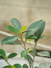 Close-up Shot of Magnolia Figo leaves, photographed during the daytime in the Garden.