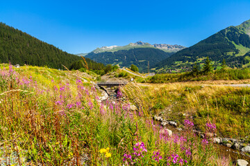 Swiss Alps Mountain Valley with wildflowers - 709297387
