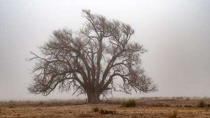 North Texas tree and fog early morning