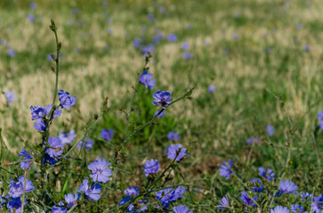 Blue chicory flowers in a summer field.