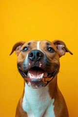 American Staffordshire Terrier portrait on yellow background. Studio shot.