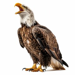 Obraz premium Majestic Eagle Screeching Isolated on White. Generative ai