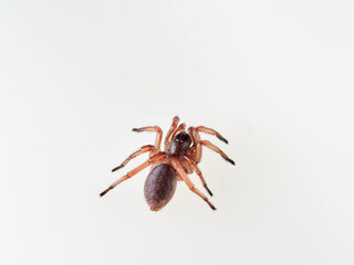 Large spider on a white background. Trapdoor spiders of the genus Nemesia. Family Nemesiidae