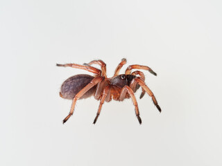 Large spider on a white background. Trapdoor spiders of the genus Nemesia. Family Nemesiidae