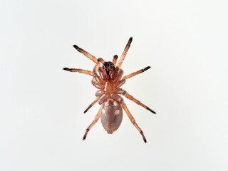 Large spider on a white background. Trapdoor spiders of the genus Nemesia. Family Nemesiidae