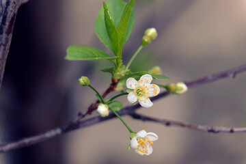 Fowers of the cherry blossom. Sakura flower.
