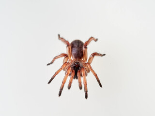 Large spider on a white background. Trapdoor spiders of the genus Nemesia. Family Nemesiidae