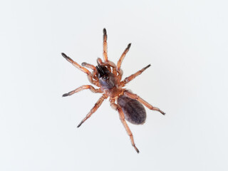 Large spider on a white background. Trapdoor spiders of the genus Nemesia. Family Nemesiidae