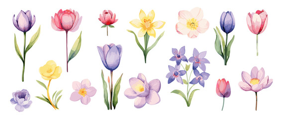 Spring flowers isolated clipart. Watercolor flower springtime, tulips, lily and narcissus. Decorative floral elements, vector blossom set