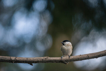 black capped chickadee or Willow tit (Poecile montanus) on a branch
