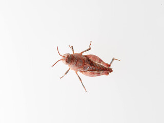 Reddish grasshopper on a white background. Earth color. Acrididae family