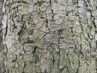 Deciduous winter tree bark background
