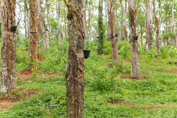 Enchanting Rubber Tree Grove in Sri Lanka