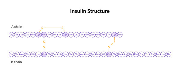 Structure of Human insulin (peptide hormone) - obrazy, fototapety, plakaty