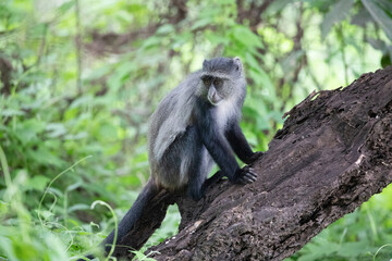 blue monkey or diademed monkey (Cercopithecus mitis)