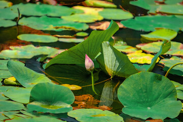pond of Pink Lotus Flowers.