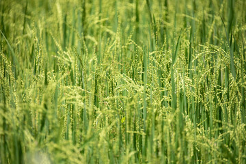Beautiful golden rice field