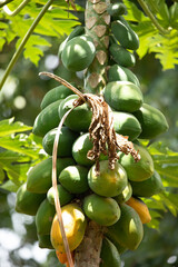 papaya fruit on papaya tree in farm.