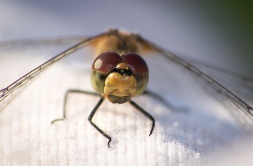 dragonfly on a leaf