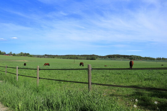 Fence at a green field. Scandinavian landscape photo.
