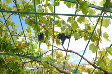 Ripe bunches of black grapes