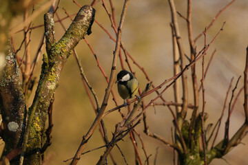 Mésange charbonnière (Parus major)