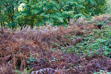 View of bracken and ferns in woodland in the summer
