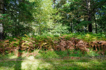 View of bracken and ferns in woodland in the summer