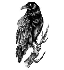Two ravens illustration, digital illustration, without background