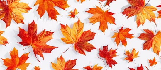 Naklejka na ściany i meble Pattern of fall maple leaves.Design for fabric and art.White and colored backgrounds.