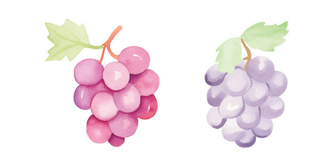 cute grape fruit watercolor white background