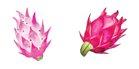 Obraz premium set of dragon fruit watercolor white background