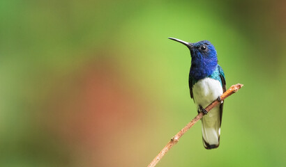White Necked Jacobin Hummingbird perched on a branch with an out of focus green and red background. 